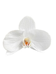 Delicate white Phalaenopsis orchid on white background.