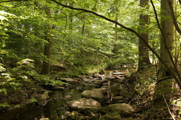 A small stream running through the forest turns it into a cozy oasis. Not far from Wilmington (Delaware, USA).