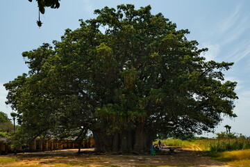West Africa. Senegal. The sacred baobab Fadial is one of the oldest baobabs, which, according to...