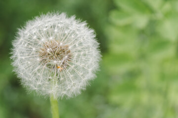 Dandelion clock on natural background wiht copy space