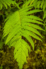 Cover page with magical green fern leaf in the wild forest, closeup, details.