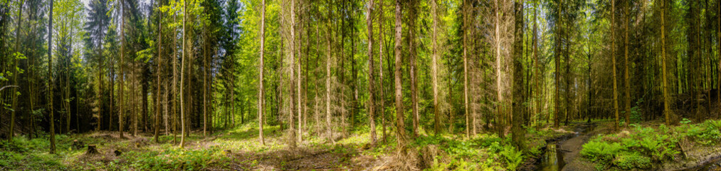 Panoramic view over magical pine trees forest with fern at riverside of Zschopau river near...