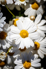 Beautiful flower close-up