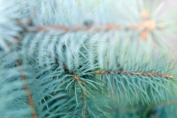 Naklejka na ściany i meble Green pine branches. Pine tree in nature. Green spruce. Spruce close up.