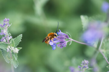 Bee eating nectar at purple little flowers in garden