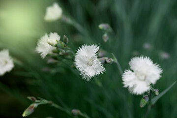 Close shot of  white flowers of Dianthus deltoides in May.