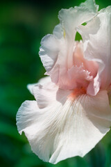 iris flower close up.