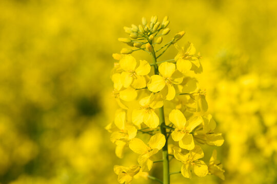 Closeup of blooming yellow canola rapeseed plant on farm field at spring