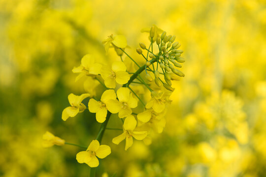 Closeup of blooming yellow canola rapeseed plant on farm field at spring