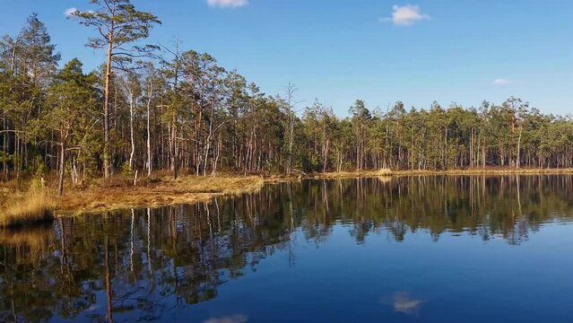 Small swamp lake in the wild pine forest in spring in Belarus. The black color of the water is due to the peat bottom. Environmental protection concept swamp lifestyle in the park