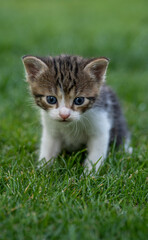 Naklejka na ściany i meble Portrait of a cute domestic baby cat sitting on the green grass