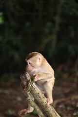 Wild monkeys are lounging and eating on the ground. in Khao Yai National Park, Thailand