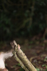 Wild monkeys are lounging and eating on the ground. in Khao Yai National Park, Thailand