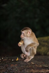 Wild monkeys are lounging and eating on the ground. in Khao Yai National Park, Thailand