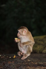 Fototapeta premium Wild monkeys are lounging and eating on the ground. in Khao Yai National Park, Thailand