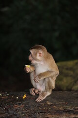 Wild monkeys are lounging and eating on the ground. in Khao Yai National Park, Thailand