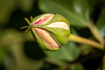 Beautiful rose close-up