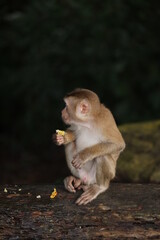 Wild monkeys are lounging and eating on the ground. in Khao Yai National Park, Thailand