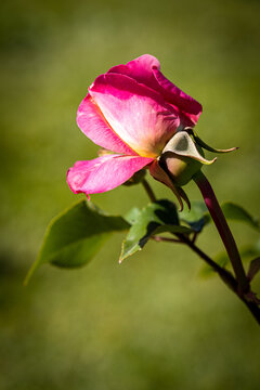 Beautiful rose close-up