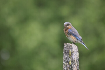 Fototapeta premium Eastern Bluebirds feeding chicks in box, or bothering nearby box with Tree Swallows and getting chases off by marsh and river on beautiful early summer day 