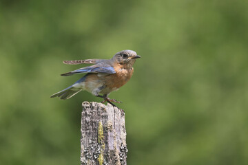 Eastern Bluebirds feeding chicks in box, or bothering nearby box with Tree Swallows and getting chases off by marsh and river on beautiful early summer day
