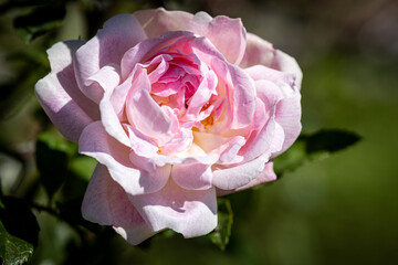 Beautiful rose close-up