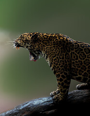 leopard on fallen arboo roaring fine art style