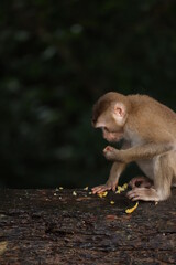 Wild monkeys are lounging and eating on the ground. in Khao Yai National Park, Thailand