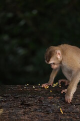 Naklejka premium Wild monkeys are lounging and eating on the ground. in Khao Yai National Park, Thailand