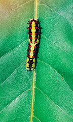 colorful caterpillar on a leaf, nature background
