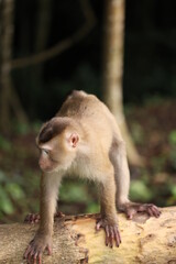 Wild monkeys are lounging and eating on the ground. in Khao Yai National Park, Thailand