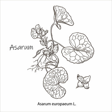 Asarum europaeum. Vector hand drawn plant. Vintage medicinal plant sketch.