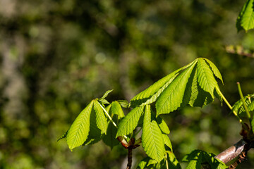 Green leaves in sunlight with blurry background and copy space