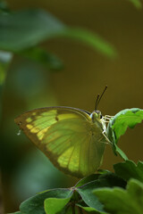 Butterfly feeding on flower nectar