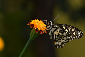 Butterfly feeding on flower nectar