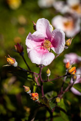 Fototapeta na wymiar Beautiful rose close-up