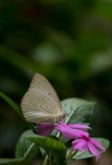 butterfly on flower