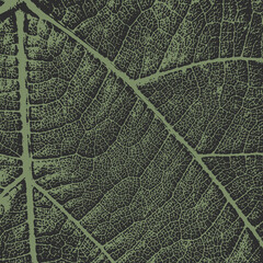 Leaf texture close up. Colored vector. Background separately.