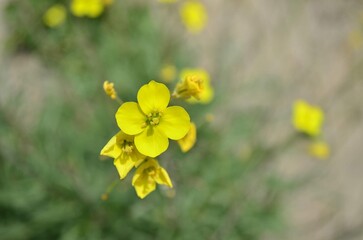 yellow flowers