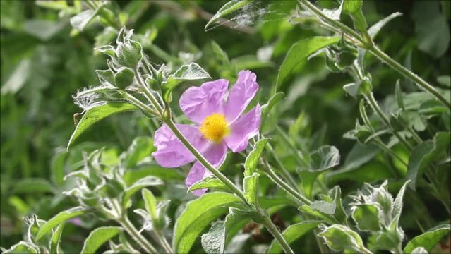 beautiful pink swamp rose or Rosa palustris