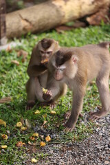 Wild monkeys are lounging and eating on the ground. in Khao Yai National Park, Thailand
