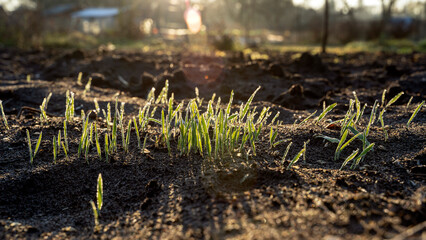 oat seedlings in the early frosty morning at dawn in bright sunlight