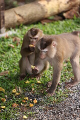 Wild monkeys are lounging and eating on the ground. in Khao Yai National Park, Thailand