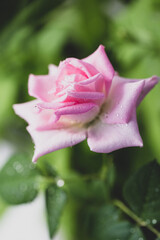 Beautiful summer card with a pink rose in the garden vertical background, soft focus. Background with flower and copy space for text