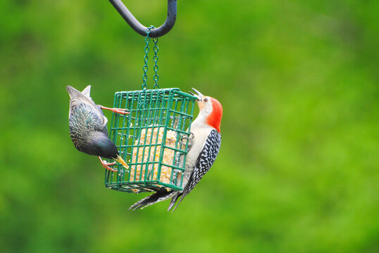 Red-Bellied Woodpecker (Melanerpes carolinus) & European Starling (Sturnus vulgaris) on a Suet Feeder