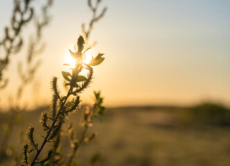 The rising sun and a willow branch