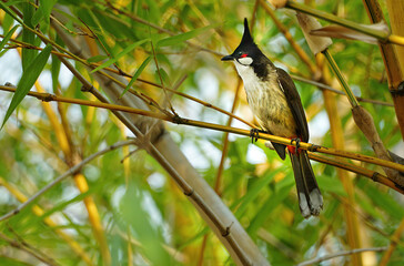 
Bulbul de bigode vermelho, ou bulbul com crista, é uma ave passeriforme nativa da Ásia. É um membro da família bulbul. É um frugívoro residente encontrado principalmente na Ásia tropical.