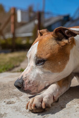 Close up portrait of a cute red American Staffordshire Terrier lying on the ground and enjoying the sun on a sunny spring day.