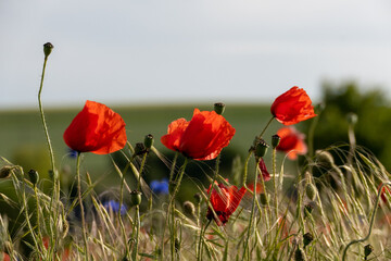 Naklejka premium Mohnblume