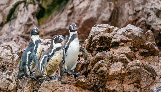 Three Humboldt penguins living in the tropics